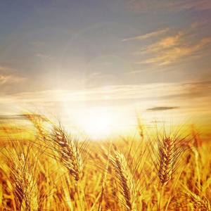 叶一茜-风吹麦浪 (一沫 Remix)