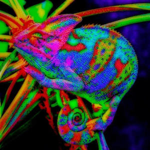 First Name Basis (Explicit)