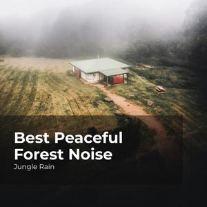 Best Peaceful Forest Noise