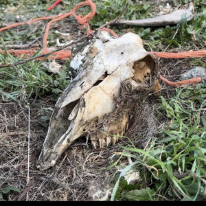 DEADED (feat. TWOFACE3:16) (Explicit)