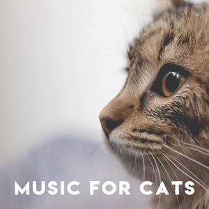 Music for Cats: Bird Sounds for Cats