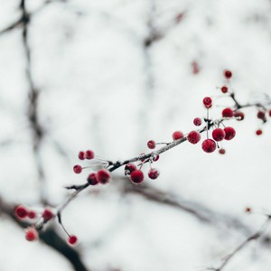 Heart of the Holiday