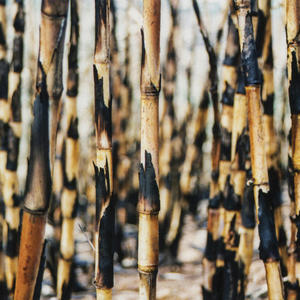 Spontaneous Combustion (Remastered)