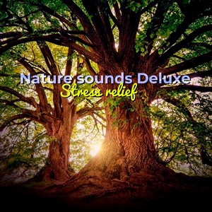 Relaxing Piano Music And Soft Rain Sounds