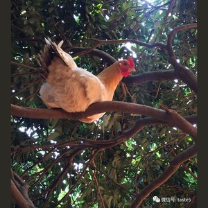 1997《一起吃鸡》