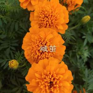 小侯 - 你是我的玫瑰花