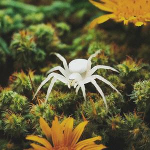 WHITE WIDOW (feat. IGLS) (Explicit)