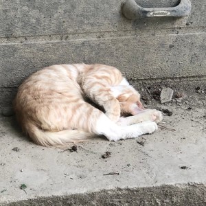 тебя нет (feat. YUUKKII) (Explicit)