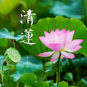 清莲 (伴奏)