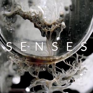 Senses