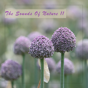 The Sounds of Nature 11