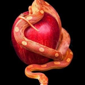 Snake up in disguise (Explicit)