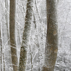 古丽莫 - 今天也想见到你