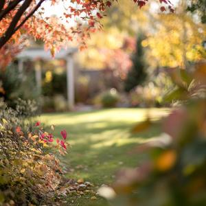 Autumn Garden