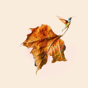 I let the poems have you