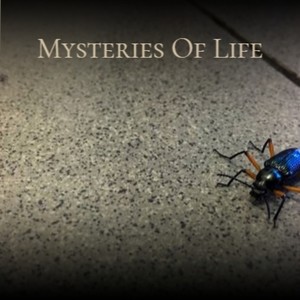 Mysteries Of Life