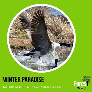 Winter Paradise - Nature Music to Tingle Your Senses