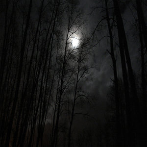 Dark Forest