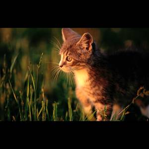 你的故乡没有冬天