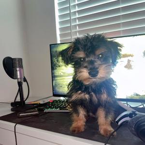 mojo jojo (Explicit)