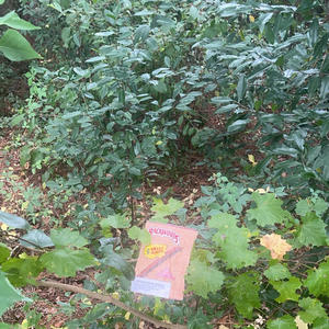 fazok-alaskka (p.ochoo) (Explicit)