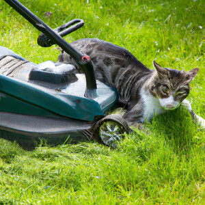 mowing the lawn