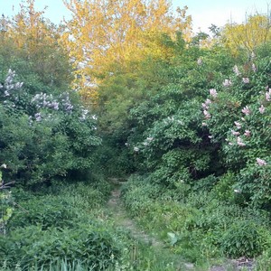 Gecen Yil