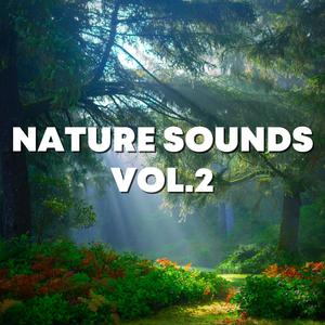 Quite Crickets And Wind