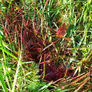 Blood on the Leafs (feat. GloDoodie, Lilscatt & Zi)