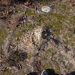 Angel Realli - She eat it up late night