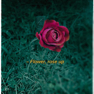 Flower, rose up