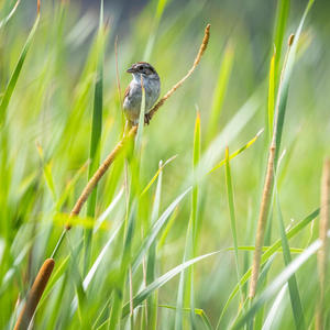 Green Again (feat. Michael Linder & Adrian Mustain)