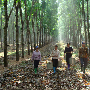 海岛晨光 词：熙明朝鲁 曲：韩英伟 (Live)