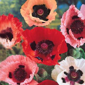 ** and Poppies