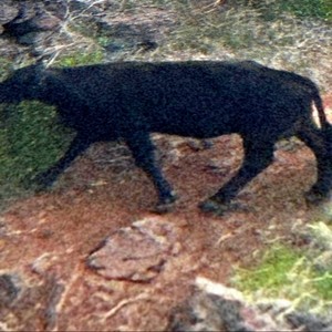 Solo un Intento (Bellakera)