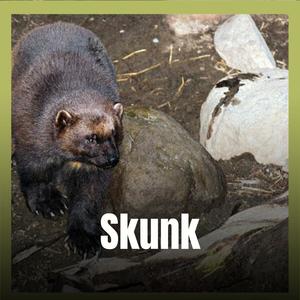 Skunk