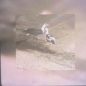 The Echos of Cash Fig