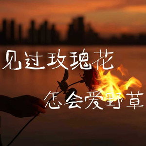 见过玫瑰花怎会爱野草