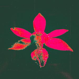 Moonflower (Explicit)