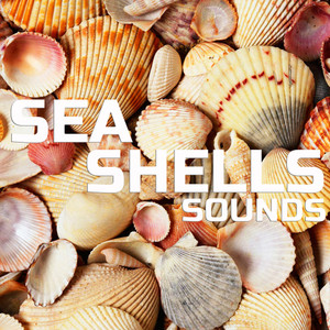 Sea Shells Ambience