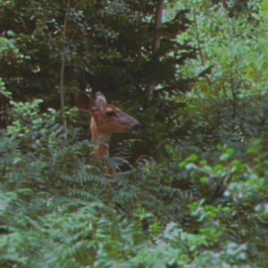 if Mike Gordon got drunk