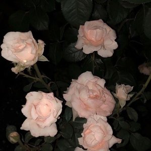 星星好棒哦 - 你啊你啊