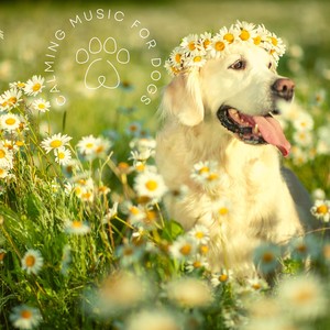 Calming Music for Dogs