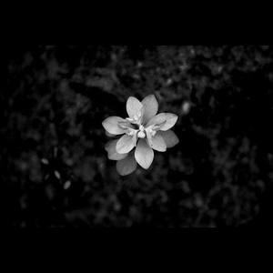 Flower In The Dark