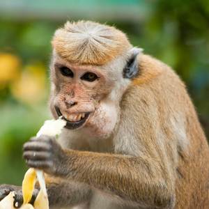 Babana Bea Monkey (Explicit)