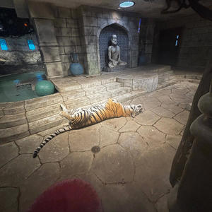 Mo Island (Explicit)