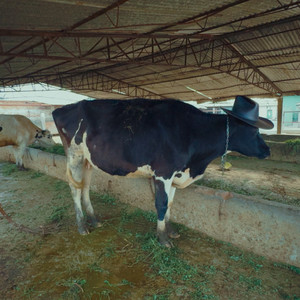 NOCIVO (Explicit)