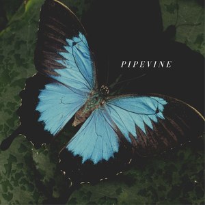 Pipevine