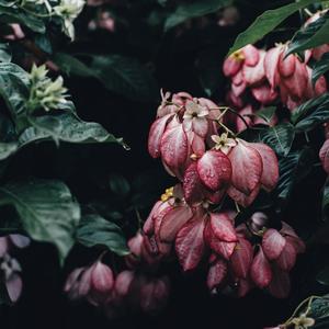 picking flowers in the rain (Explicit)