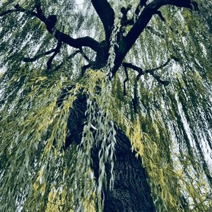 Ode To A Willow